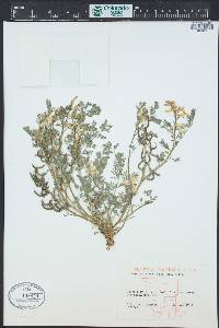 Corydalis aurea image