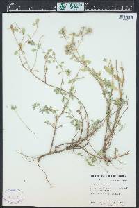 Ziziphora pamiroalaica image