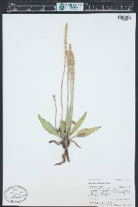 Plantago eriopoda image