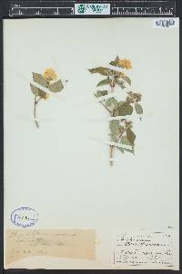 Philadelphus coronarius image