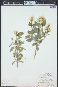 Philadelphus lewisii image