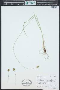 Carex hoodii image