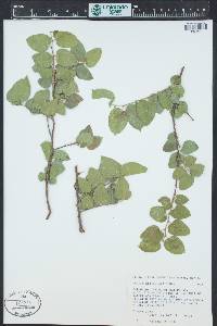 Celtis reticulata image