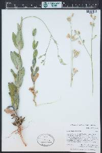 Silene csereii image