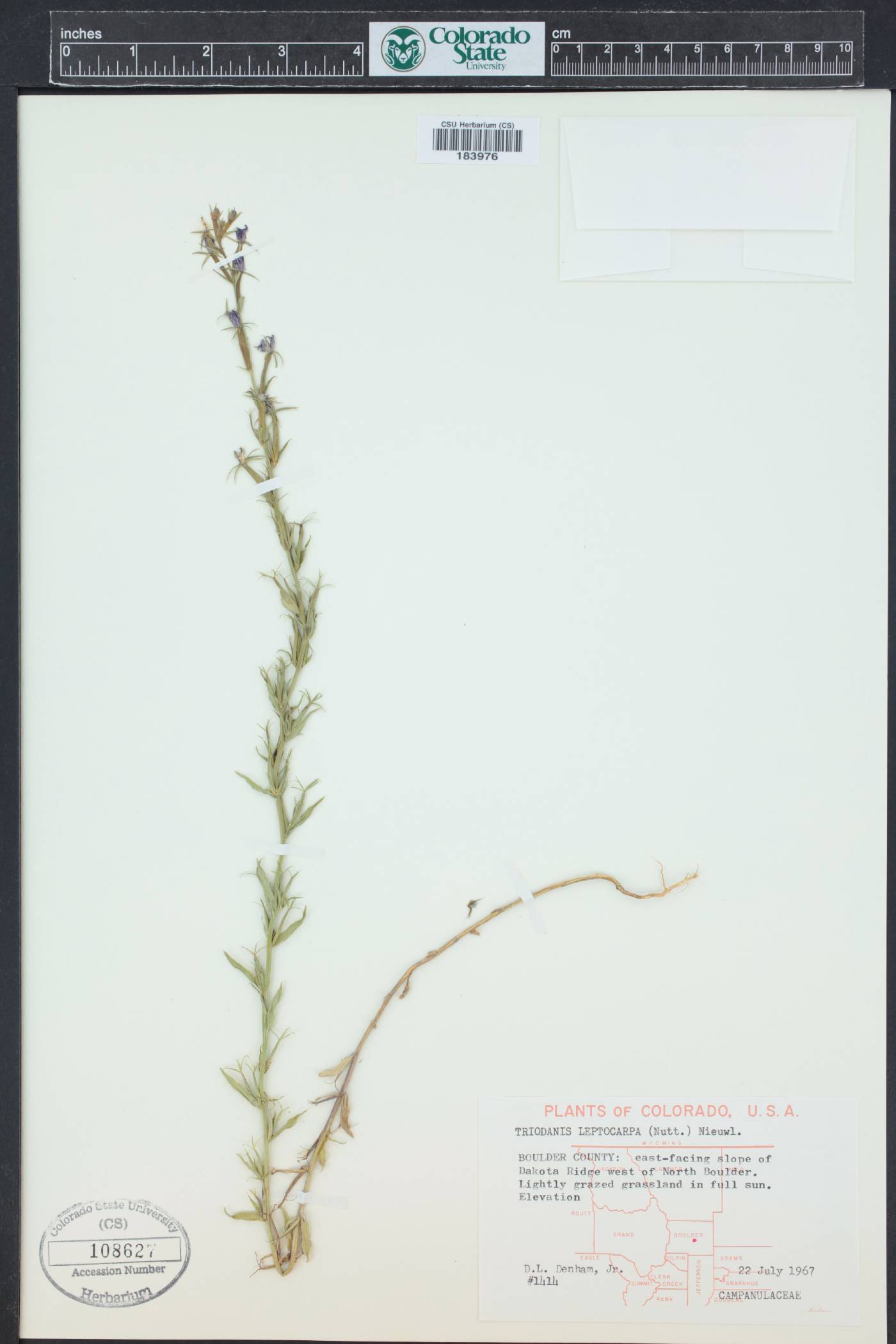 Triodanis leptocarpa image