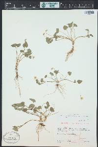 Viola canadensis var. scopulorum image