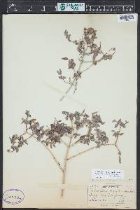 Philadelphus microphyllus image