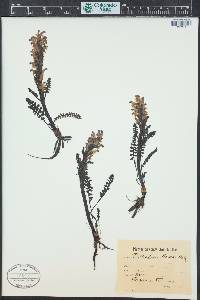 Pedicularis oederi image