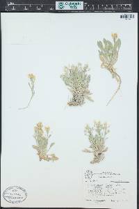 Physaria kingii subsp. kingii image