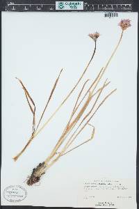 Allium brevistylum image