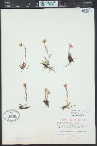 Saxifraga hirculus image