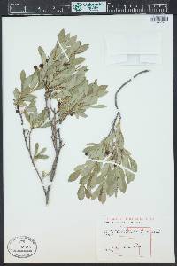 Prunus pumila image
