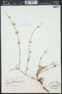 Ephedra torreyana image