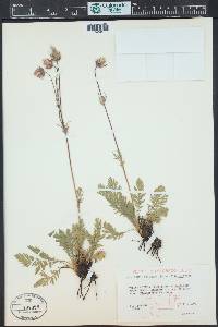 Geum triflorum image