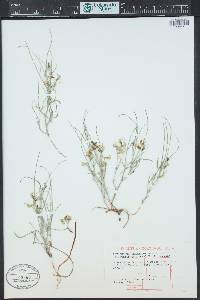 Astragalus ceramicus var. filifolius image