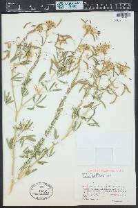 Peritoma lutea image