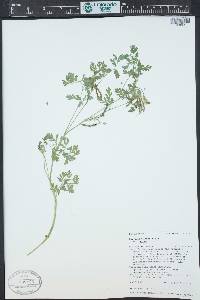 Corydalis aurea image