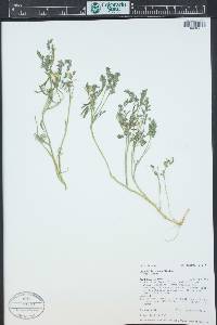 Corydalis aurea image