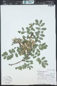 Robinia neomexicana image