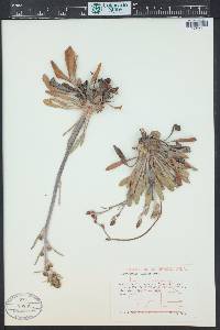 Eriogonum alatum image