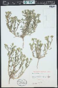 Cryptantha minima image
