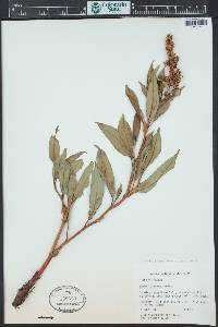 Rumex mexicanus image