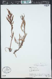 Rumex mexicanus image