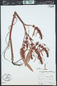 Rumex maritimus image