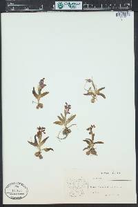 Orchis morio image