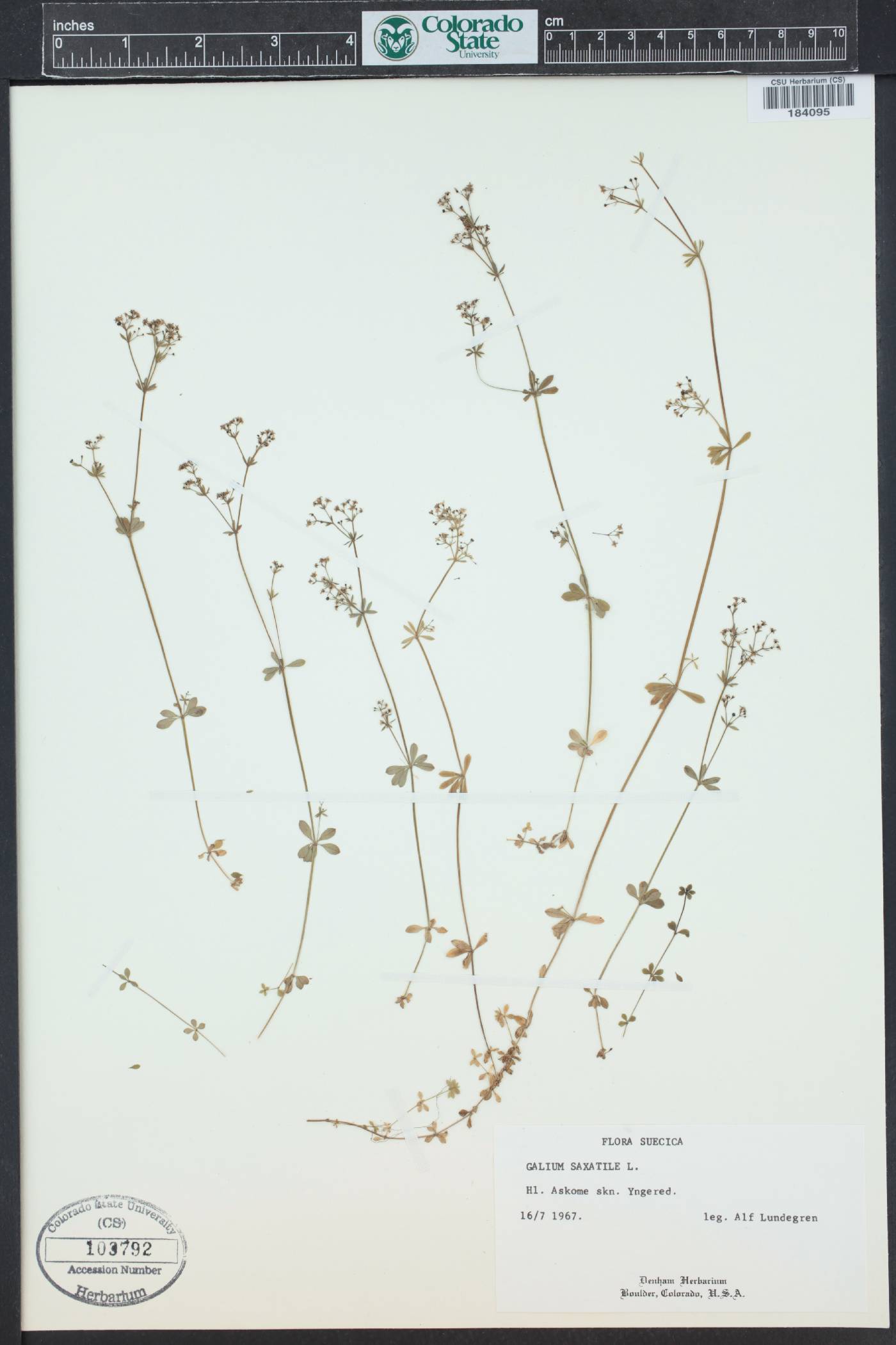 Galium saxatile image