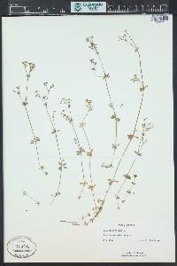 Galium saxatile image