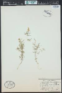 Leptosiphon floribundum image