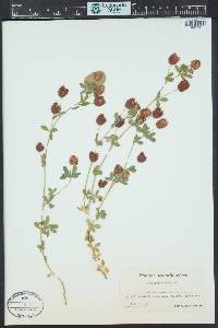 Trifolium aureum image