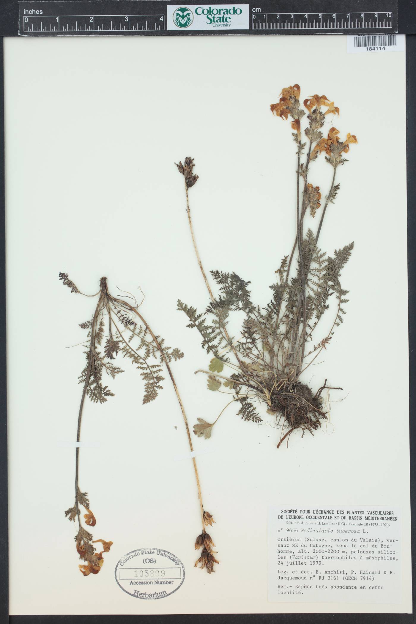 Pedicularis tuberosa image