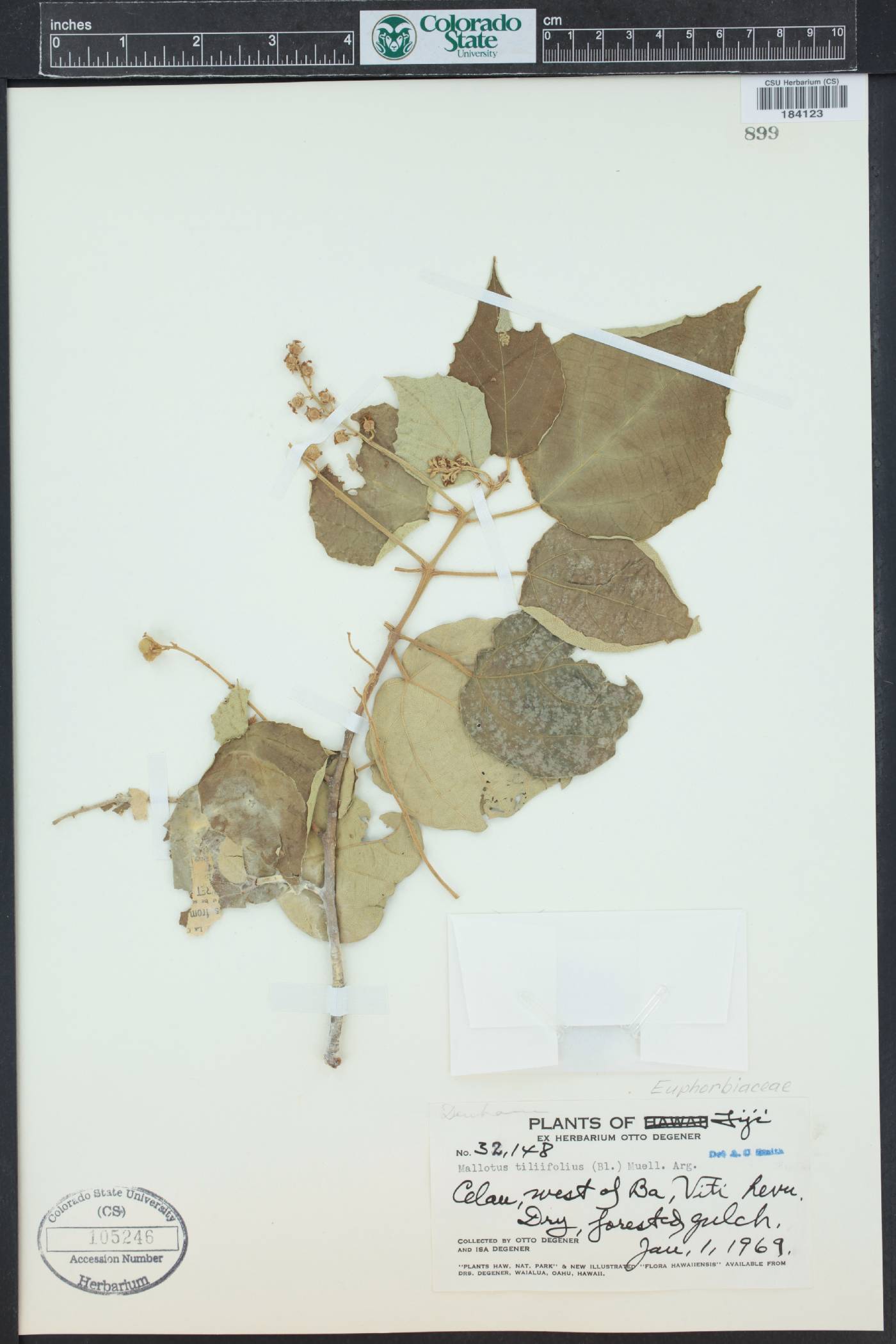 Mallotus tiliifolius image
