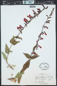 Penstemon eatonii image