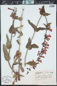 Penstemon eatonii image