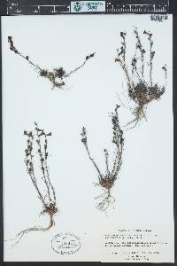 Penstemon laricifolius image