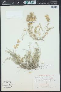 Astragalus flavus image