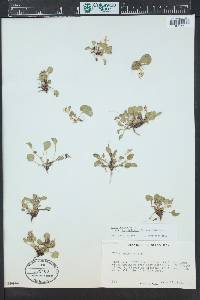 Viola adunca image
