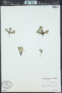 Viola adunca image