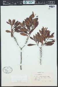 Morella cerifera image
