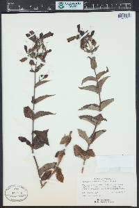 Nothochelone nemorosa image