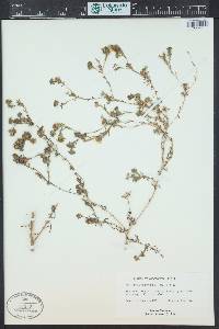 Deinandra corymbosa image