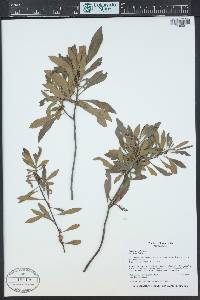 Morella cerifera image