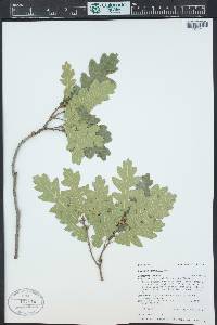 Quercus gambelii image