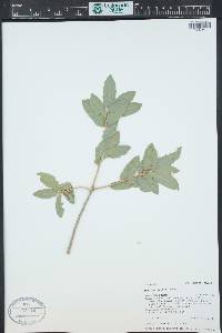 Quercus grisea image