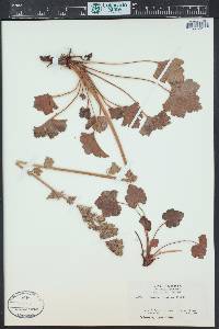 Heuchera pilosissima image