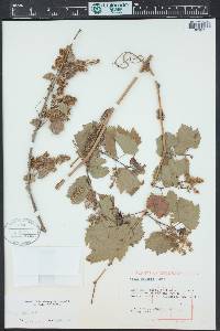 Vitis acerifolia image