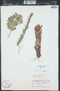 Orobanche fasciculata image